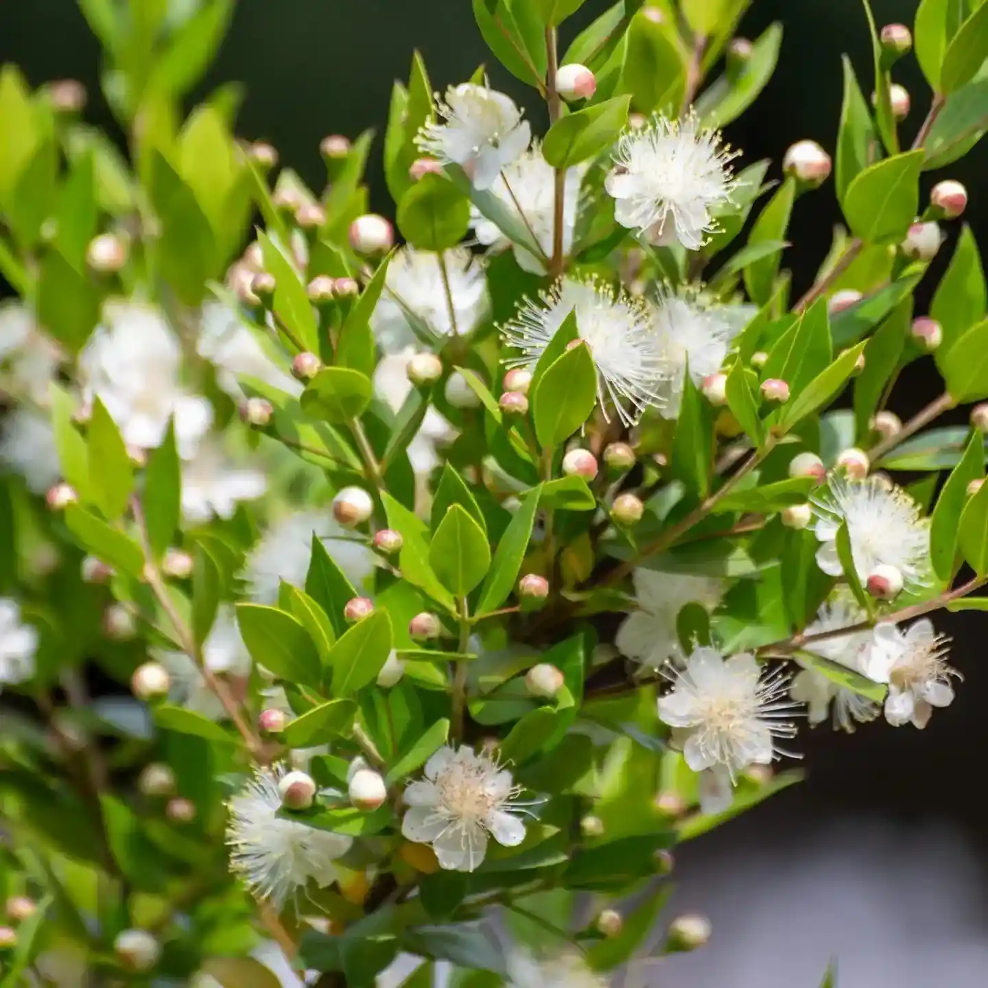 Common myrtle