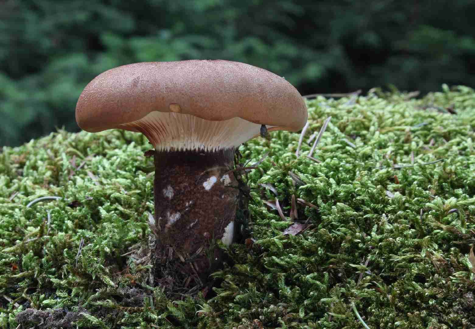 Velvet pax (Tapinella atrotomentosa)