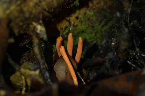 Flame fungus (Clavulinopsis sulcata) thumbnail 2