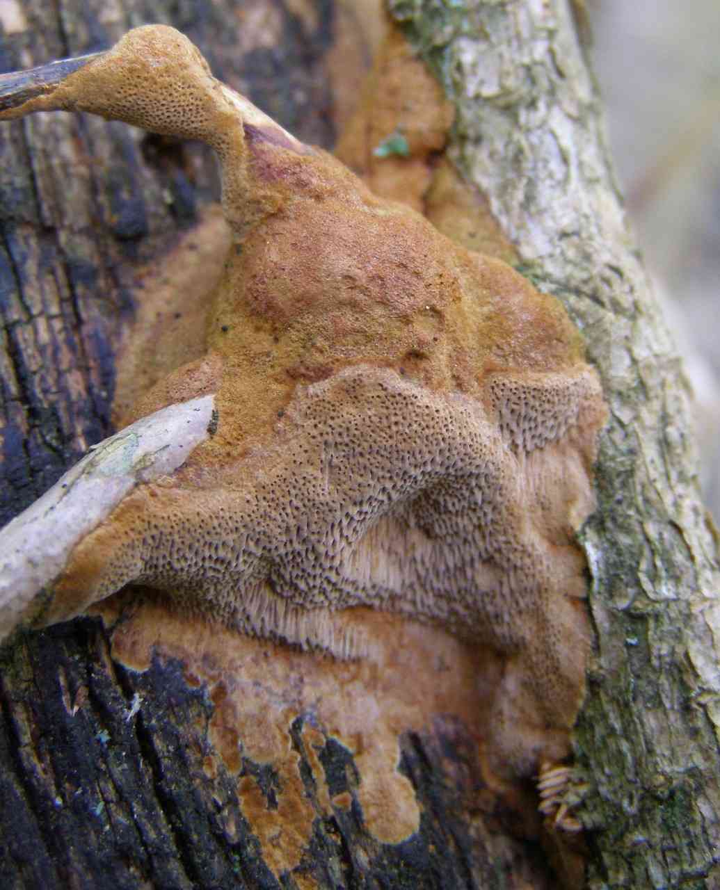 Cinnamon porecrust (Fuscoporia ferrea) thumbnail 1