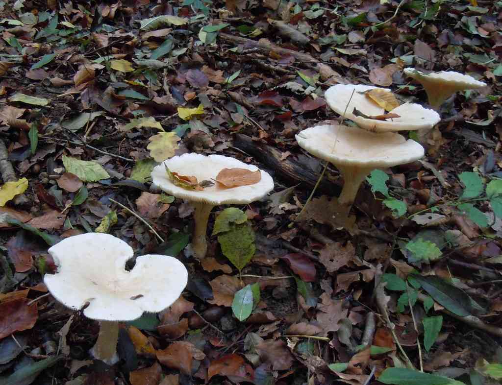 Trooping funnel (Infundibulicybe geotropa) thumbnail 3