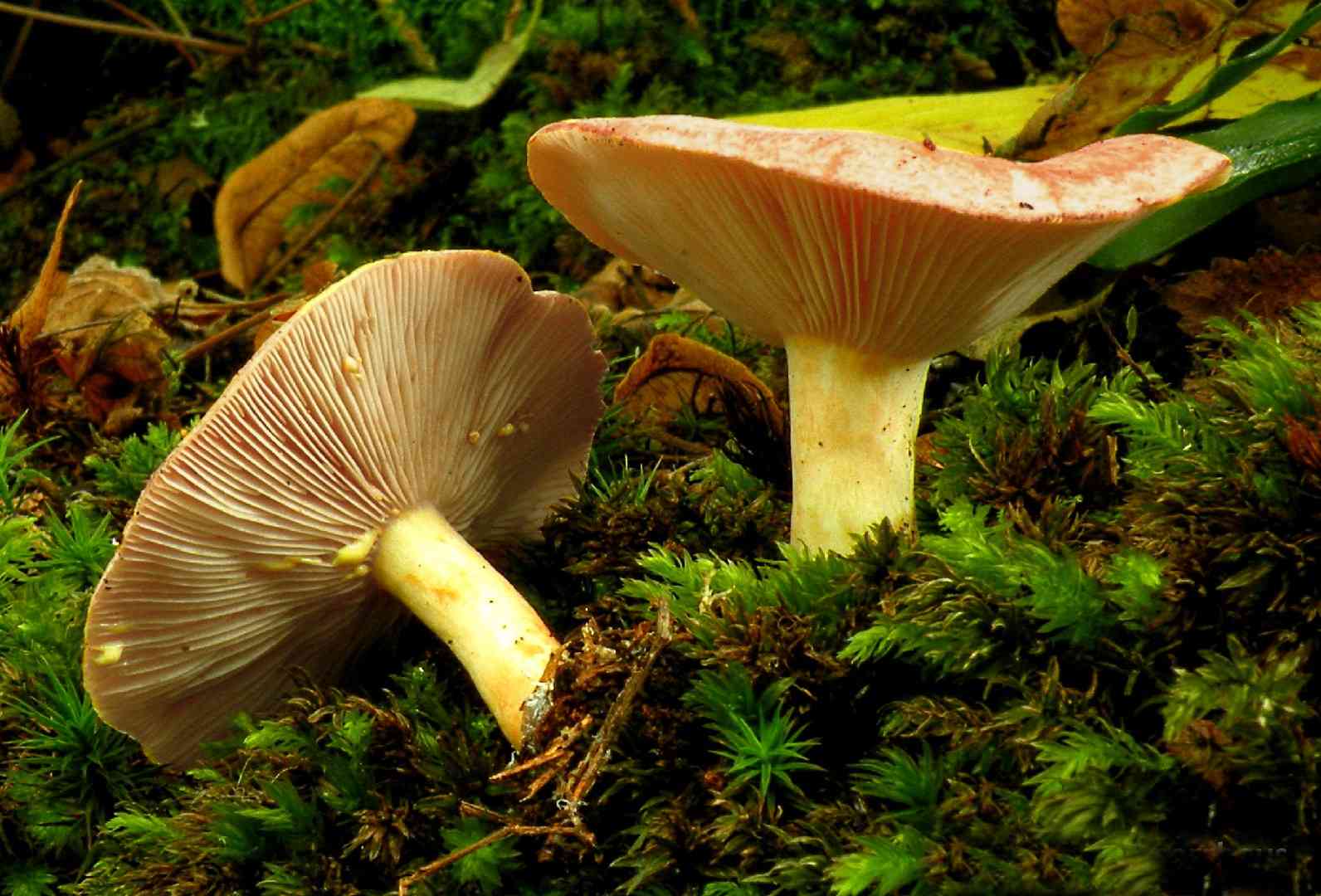 Yellowdrop milkcap (Lactarius chrysorrheus) thumbnail 2