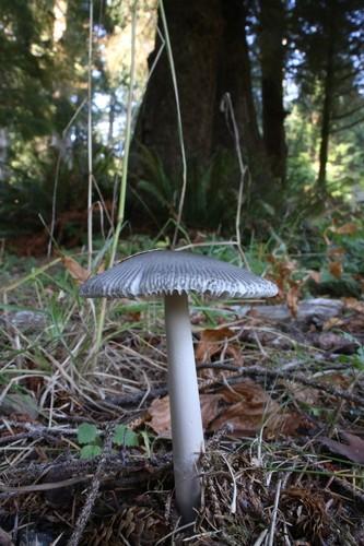 Western grisette thumbnail 2