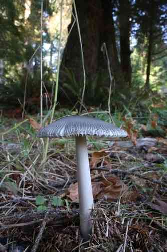 Western grisette (Amanita pachycolea) thumbnail 2