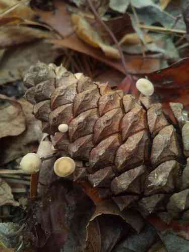 Conifercone cap (Baeospora myosura) thumbnail 3
