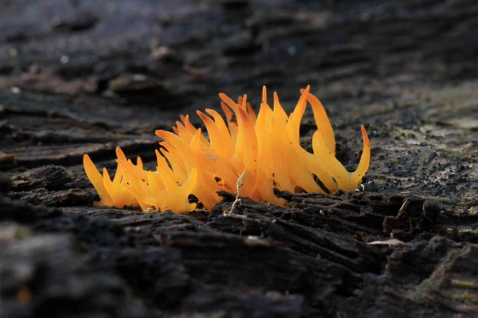 Small stagshorn (Calocera cornea) thumbnail 1