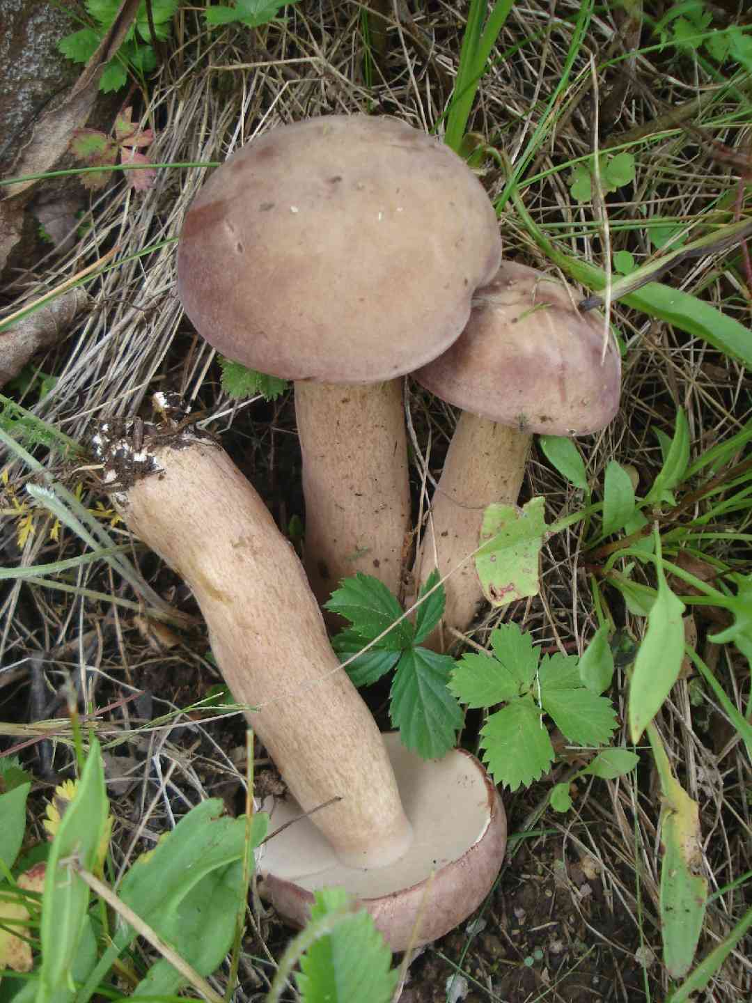 Reddish brown bitter bolete (Tylopilus rubrobrunneus) thumbnail 3