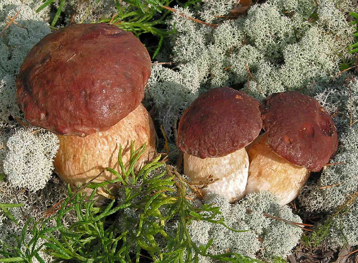 Pine bolete (Boletus pinophilus) thumbnail 1