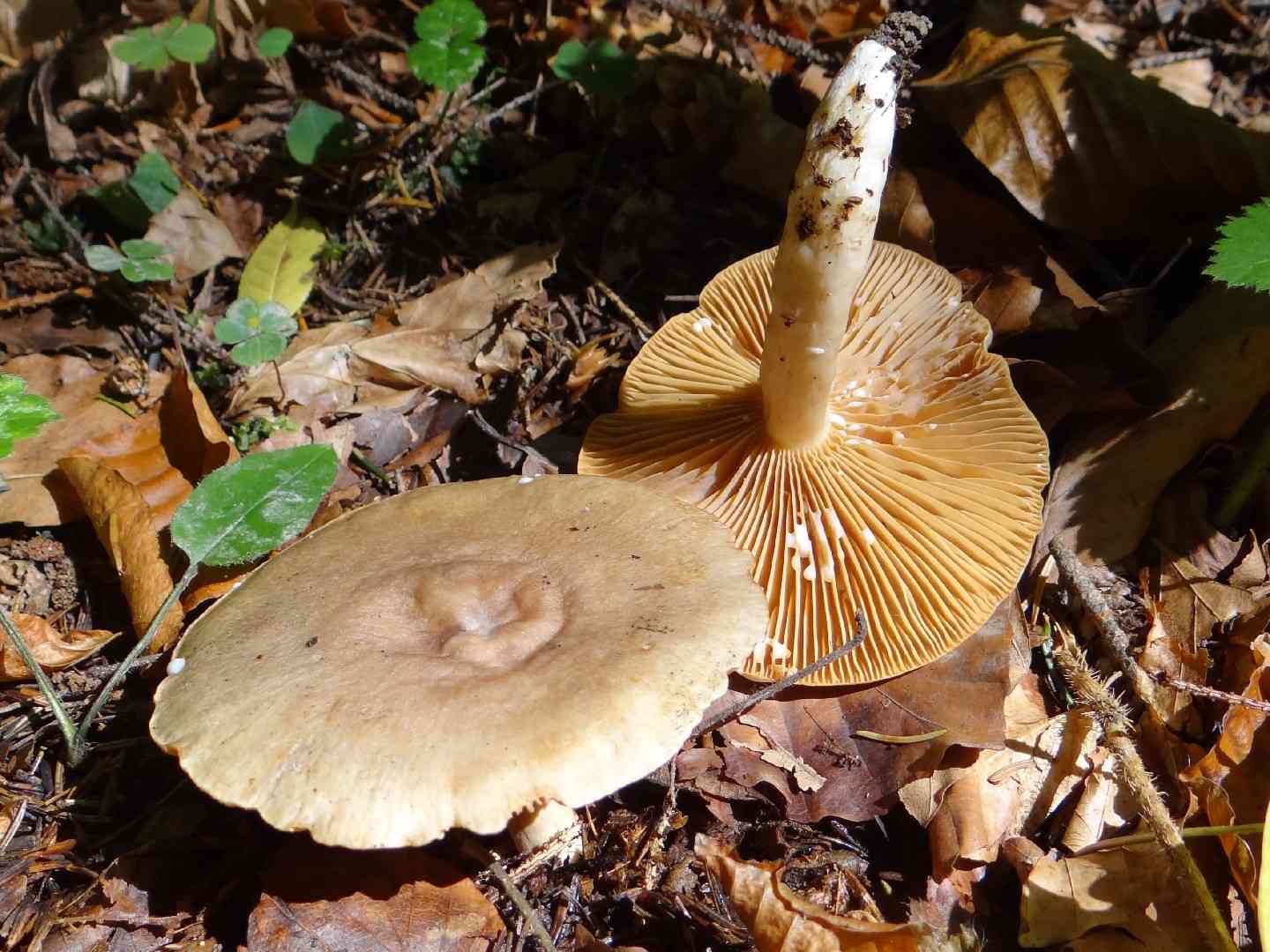 Lactarius lacunarum (Lactarius lacunarum) thumbnail 2