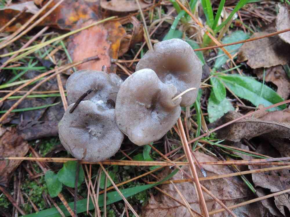 Mealy frosted funnel (Clitocybe ditopa) thumbnail 2