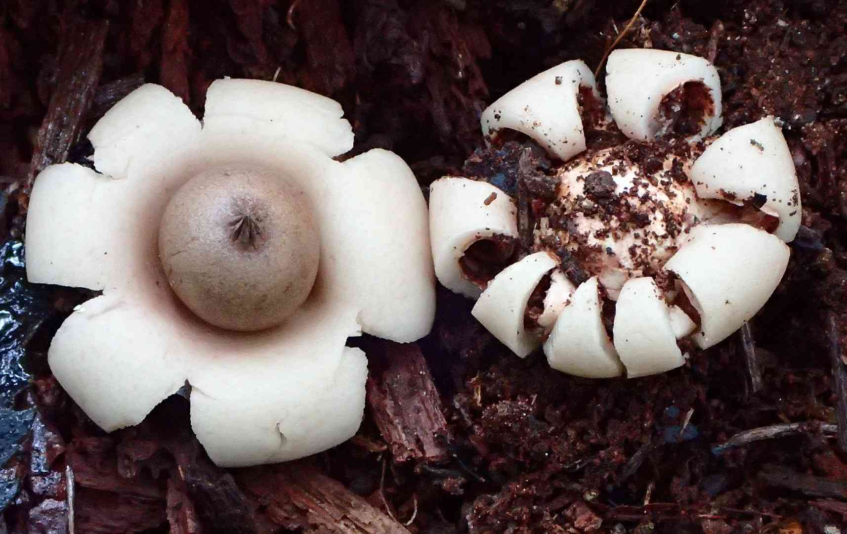 Elegant earthstar (Geastrum elegans) thumbnail 3