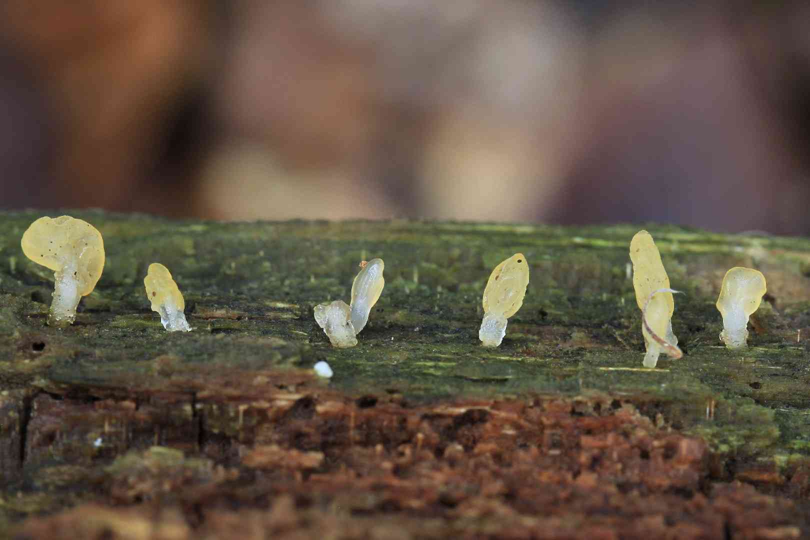 Pale stagshorn (Calocera pallidospathulata) thumbnail 2