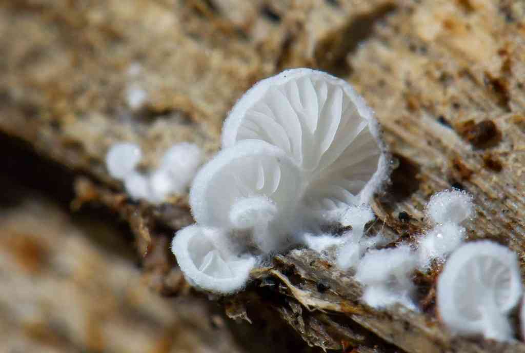 Miller's oysterling (Clitopilus hobsonii) thumbnail 3