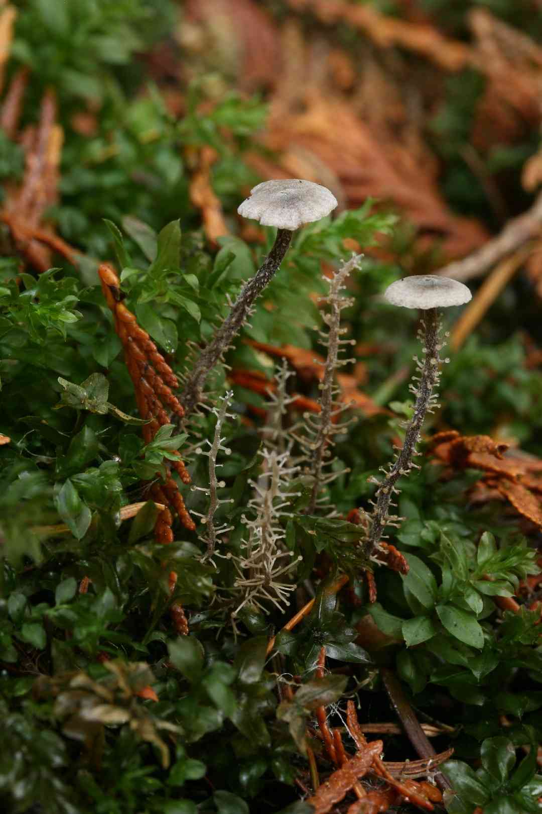 Branched collybia (Dendrocollybia racemosa) thumbnail 2