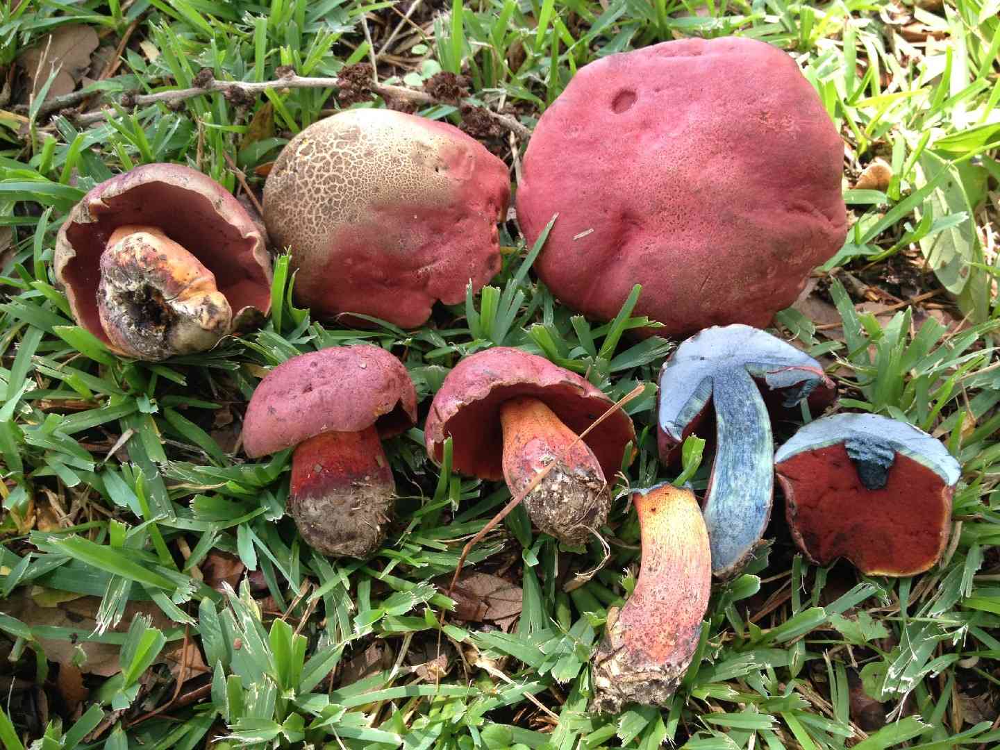 Perfumed bolete (Rubroboletus rhodosanguineus) thumbnail 3