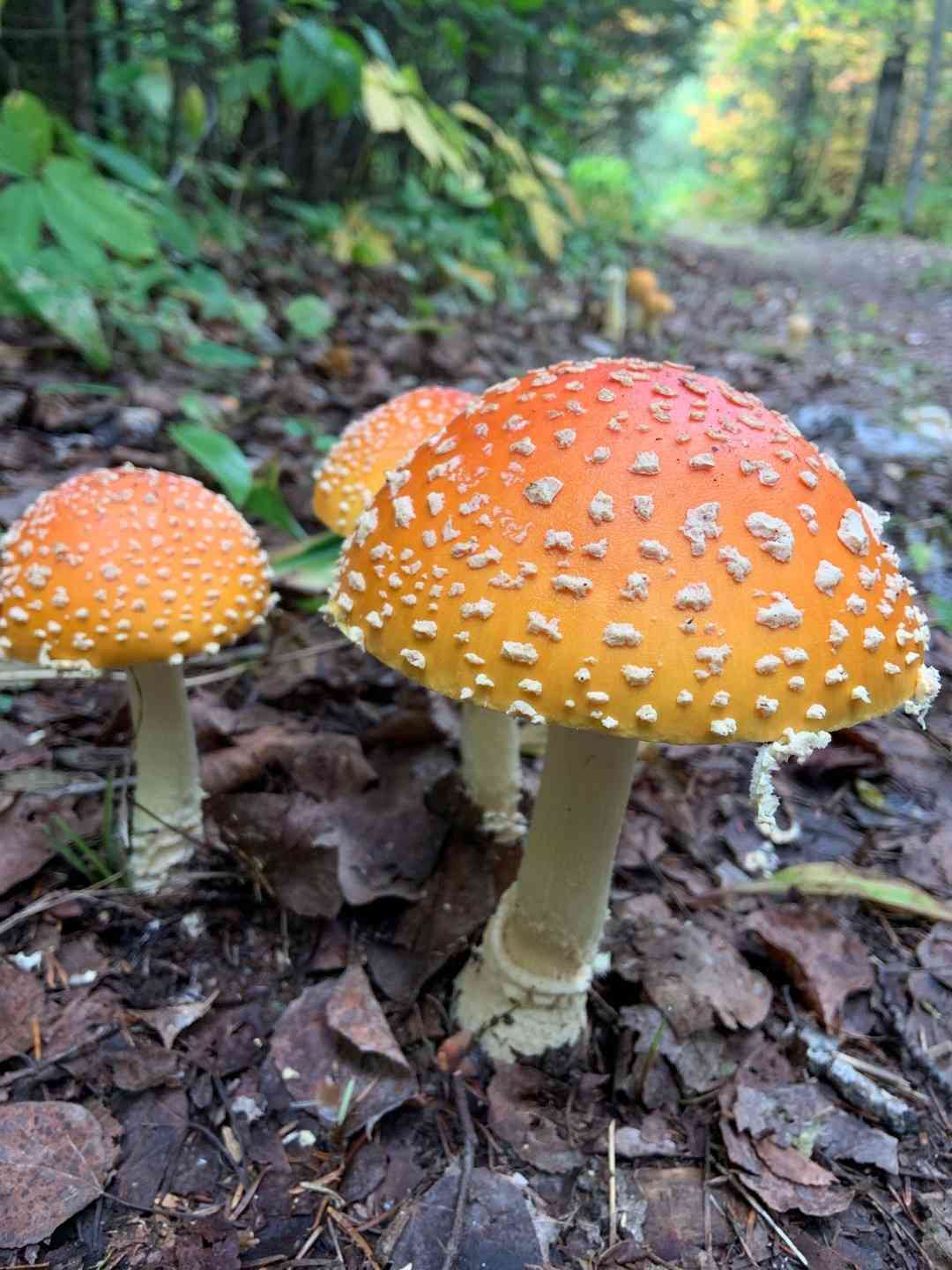 Peach-colored fly agaric (Amanita persicina) thumbnail 1