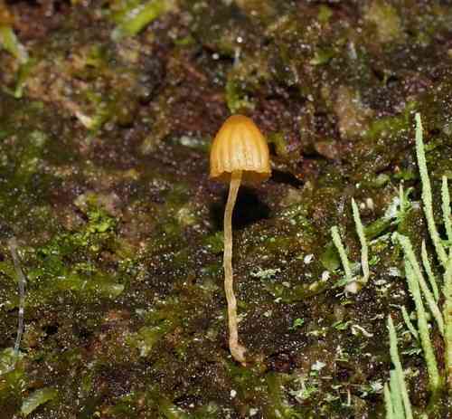 Moss bell (Galerina hypnorum) thumbnail 2