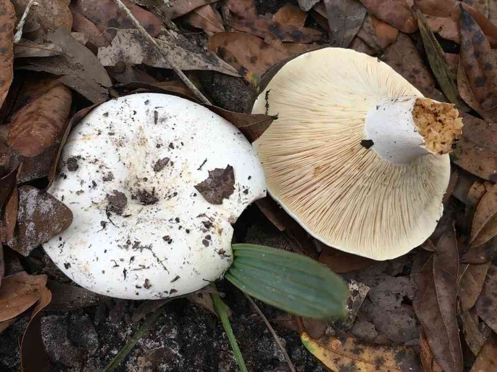 Short-stemmed russula