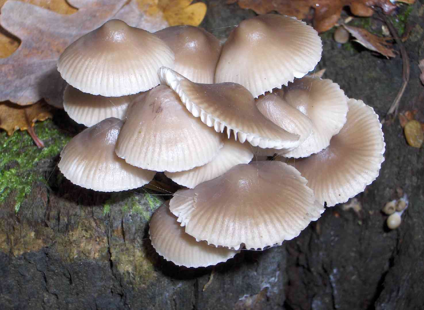 Common mycena (Mycena galericulata) thumbnail 3