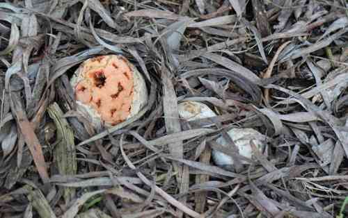 Red cage (Clathrus ruber) thumbnail 2