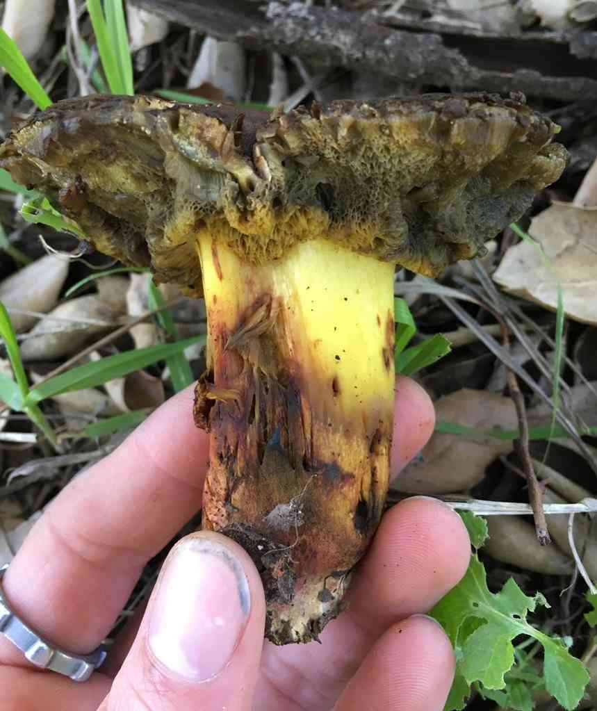 Oak-loving bolete (Xerocomellus dryophilus) thumbnail 2