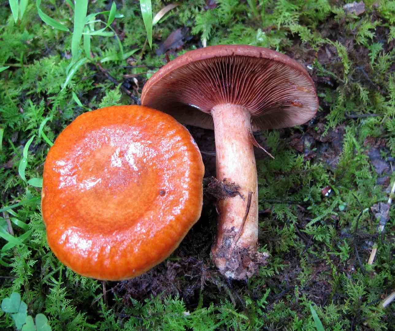 Peck's milky cap (Lactarius peckii) thumbnail 1