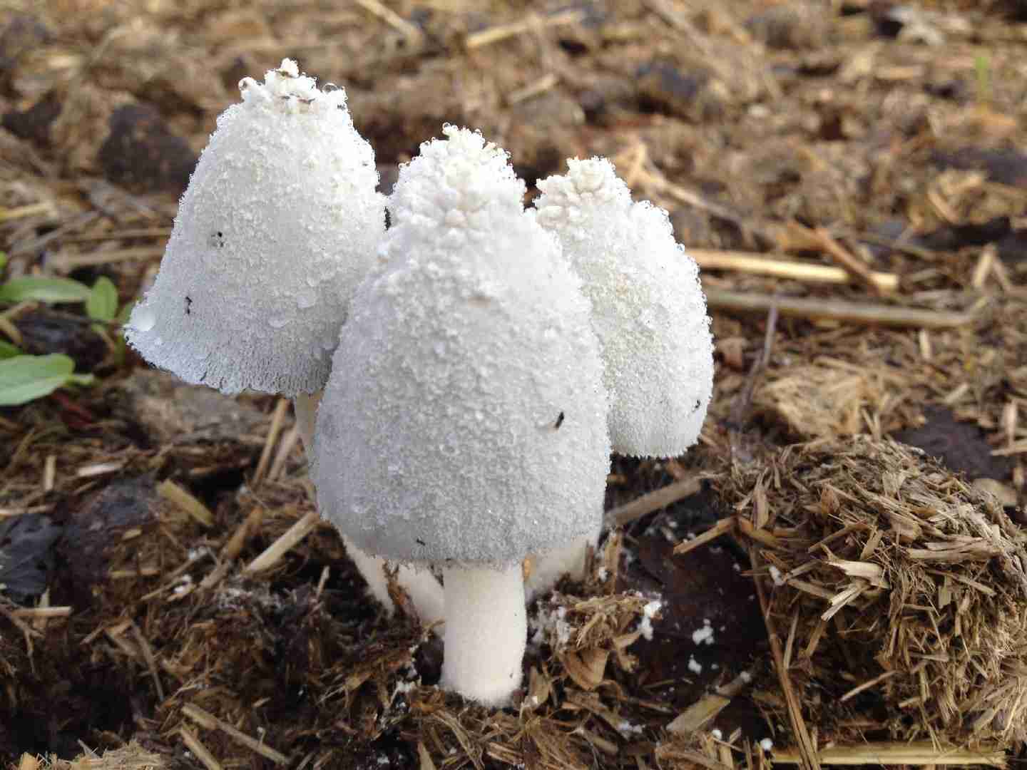 Snowy inkcap (Coprinopsis nivea)