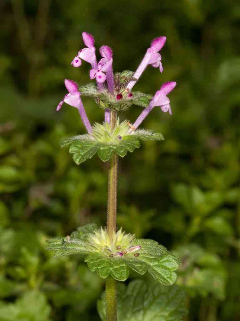 Henbit deadnettle