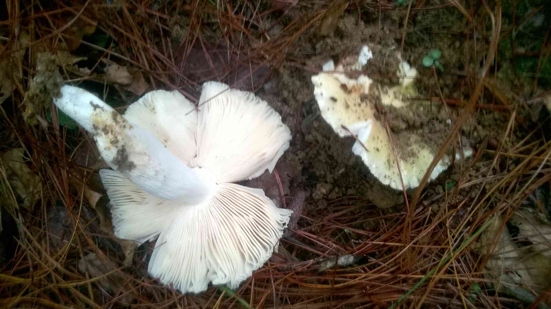 Golden brittlegill (Russula risigallina) thumbnail 2