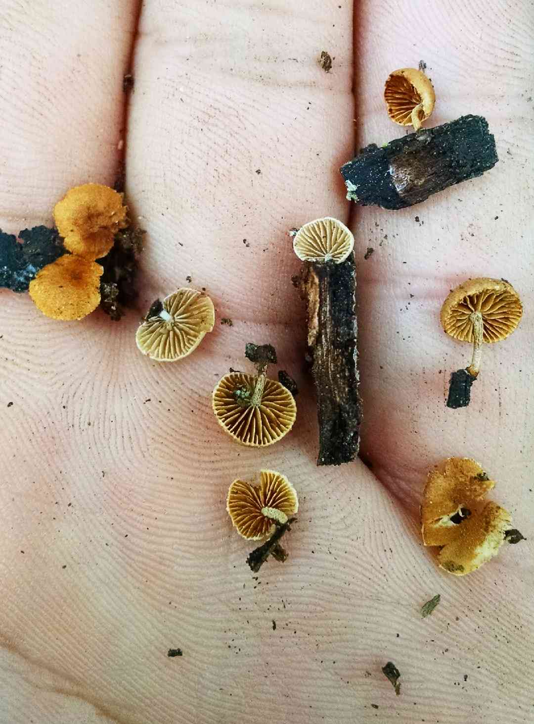 Simocybe haustellaris (Simocybe haustellaris) thumbnail 2