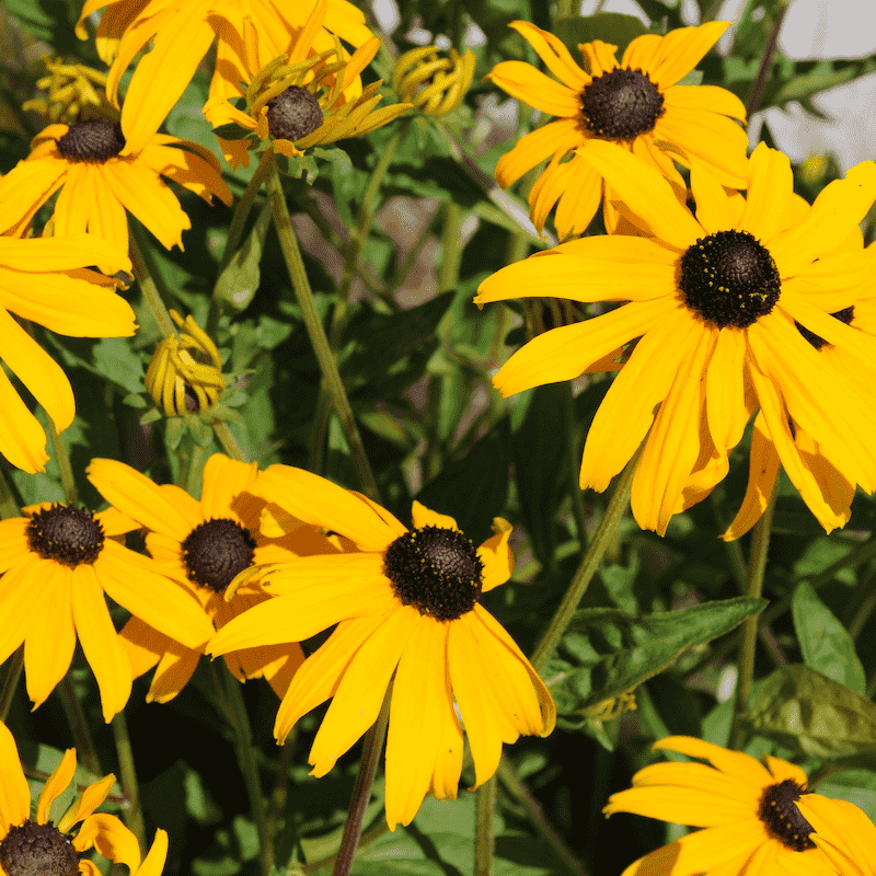 Black-eyed susan