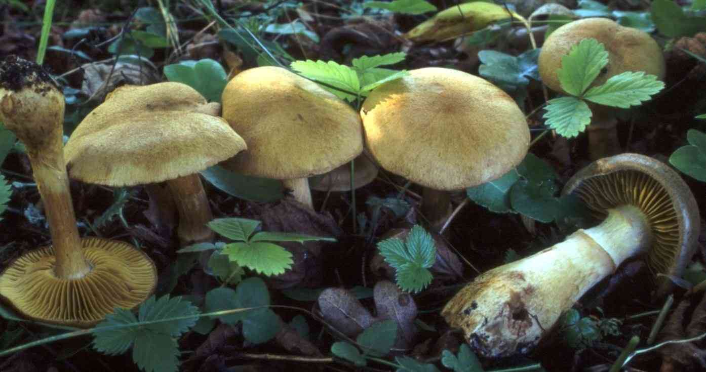 Cortinarius cotoneus (Cortinarius cotoneus) thumbnail 3