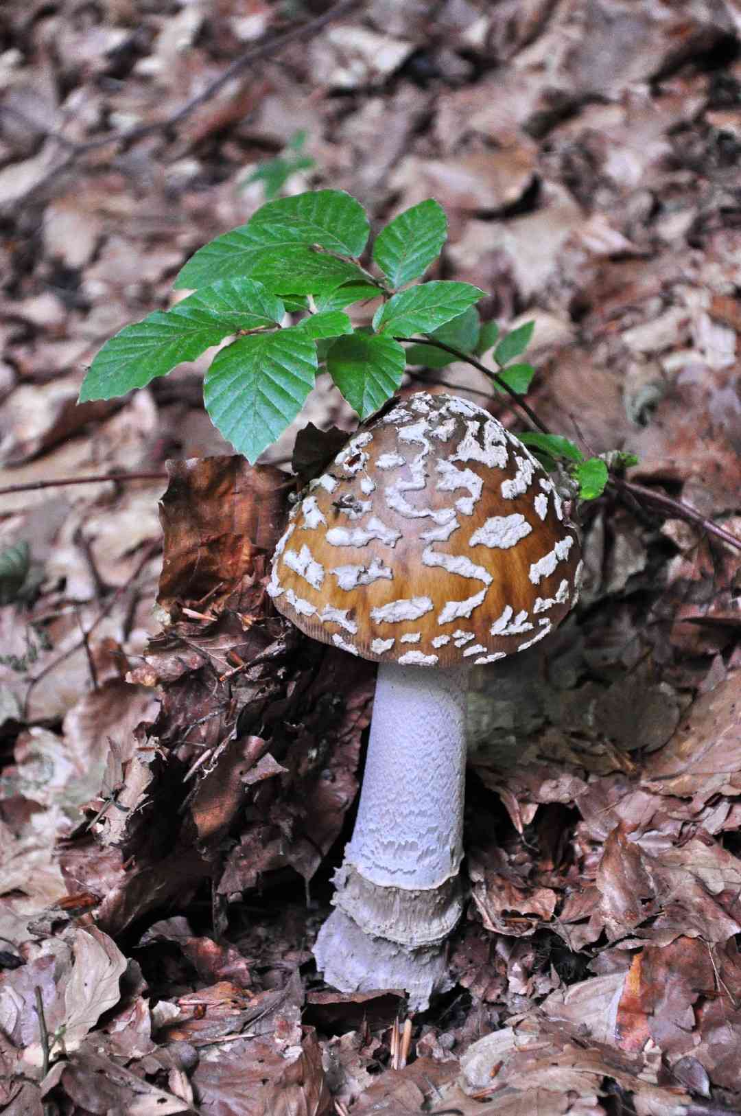 Royal fly agaric (Amanita regalis) thumbnail 2