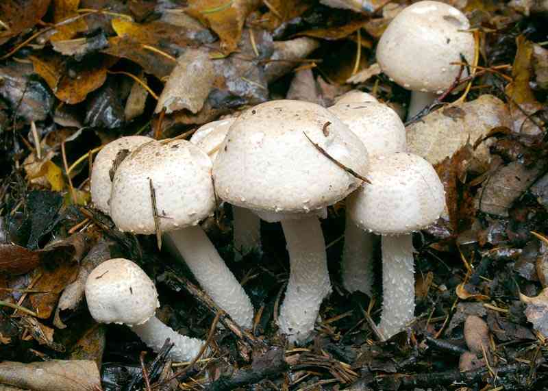 Scaly wood mushroom (Agaricus sylvaticus) thumbnail 2