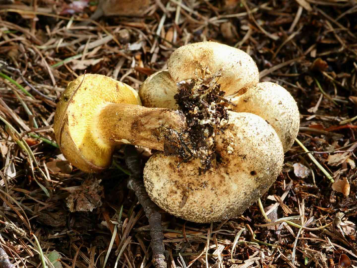 Parasitic bolete (Pseudoboletus parasiticus) thumbnail 3