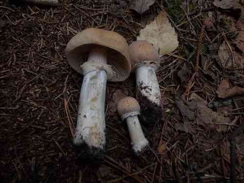 Gypsy mushroom (Cortinarius caperatus) thumbnail 2