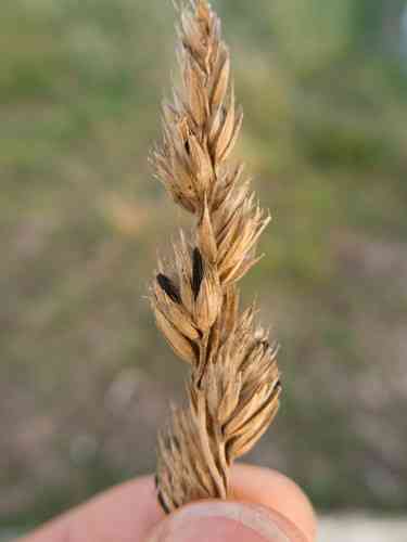 Ergot (Claviceps purpurea) thumbnail 2