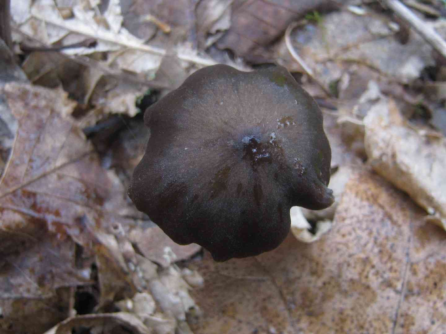Entoloma hirtipes (Entoloma hirtipes) thumbnail 2
