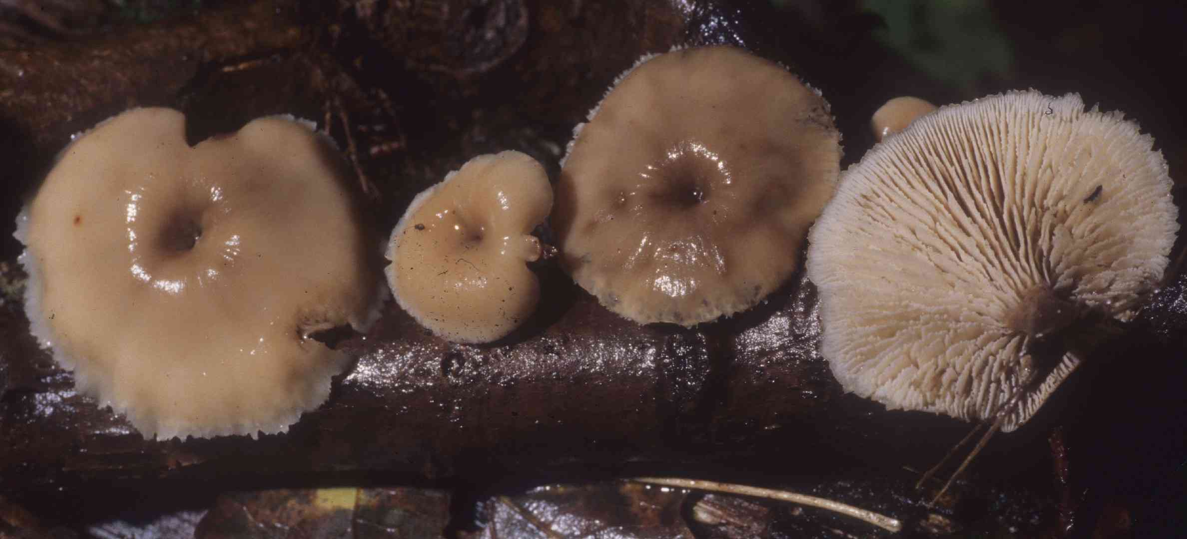 Lentinellus micheneri (Lentinellus micheneri) thumbnail 3