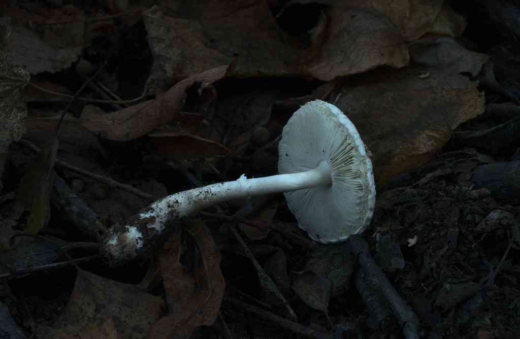 Leucoagaricus sericifer (Leucoagaricus sericifer) thumbnail 2