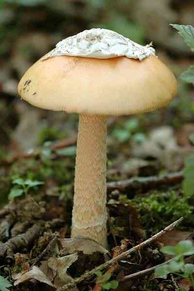 East asian death cap (Amanita subjunquillea) thumbnail 1