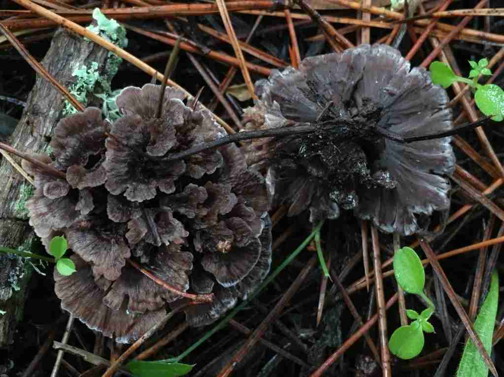 Earthfan (Thelephora terrestris)