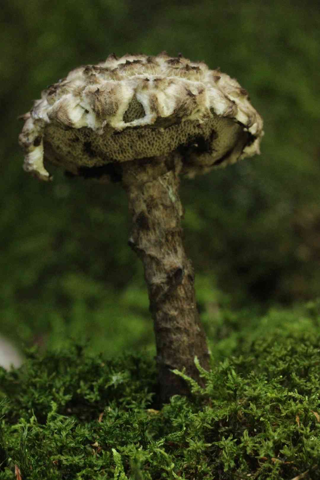 Old man of the woods (Strobilomyces strobilaceus) thumbnail 3