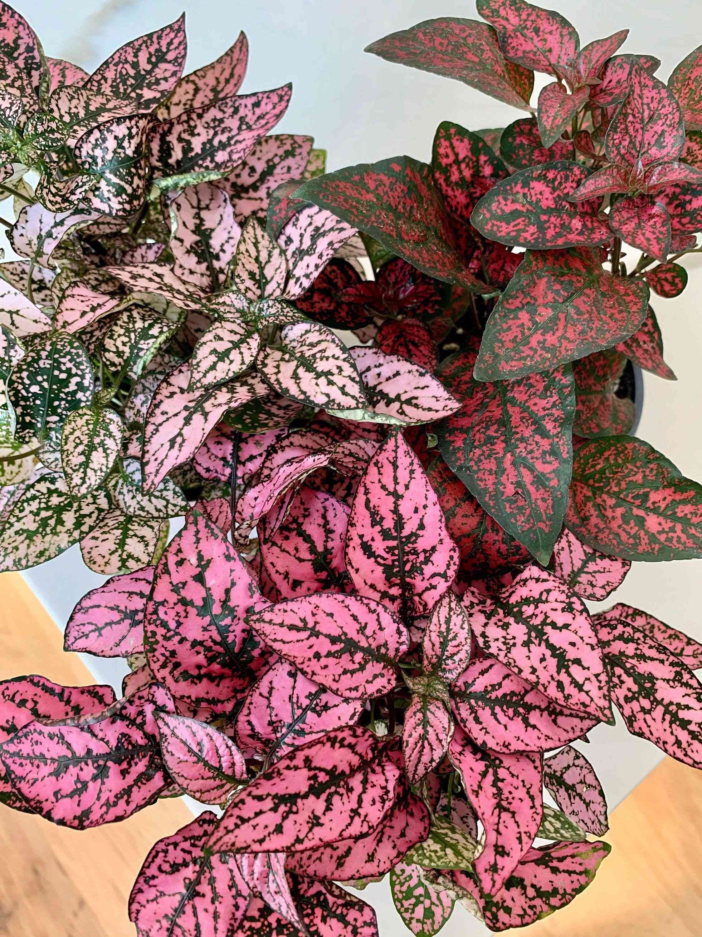 Polka dot plant