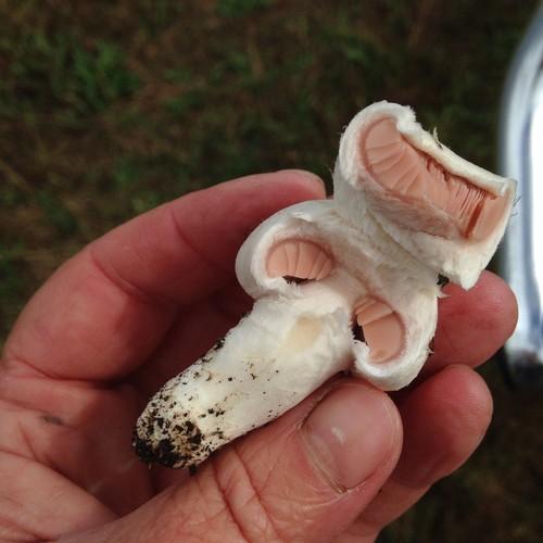 Meadow mushroom thumbnail 2
