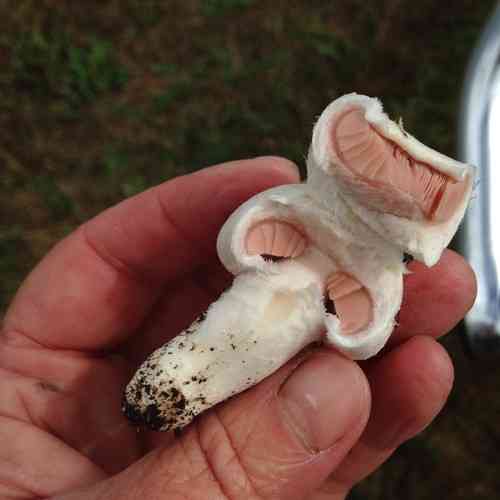 Meadow mushroom (Agaricus campestris) thumbnail 2