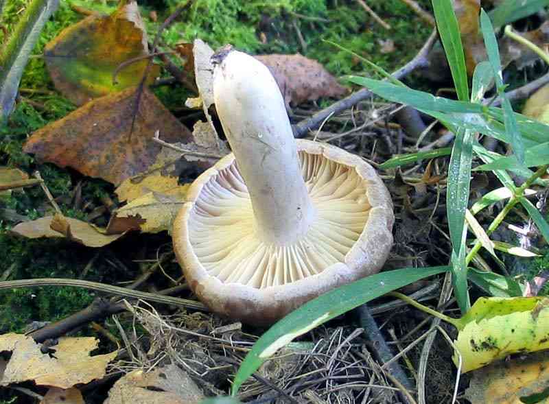 Lactarius flexuosus (Lactarius flexuosus) thumbnail 1