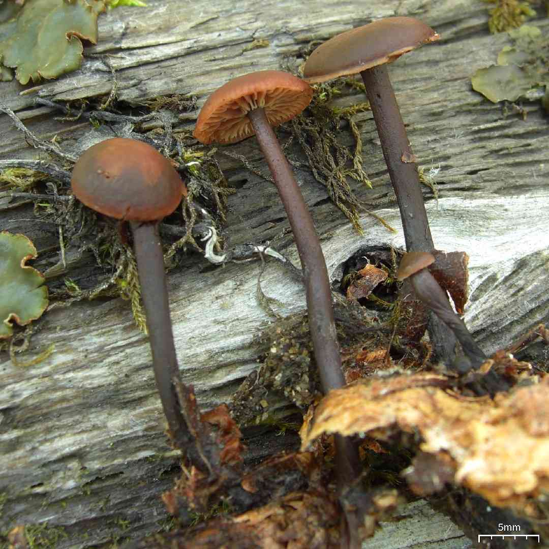 Gymnopus alkalivirens (Gymnopus alkalivirens) thumbnail 1
