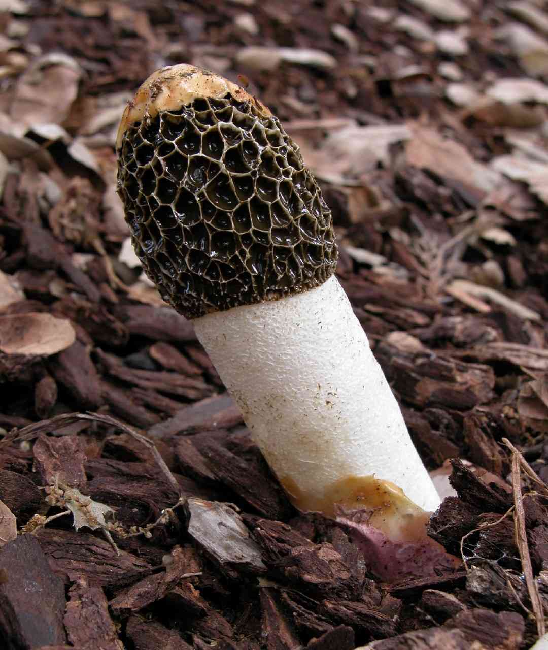 Dune stinkhorn (Phallus hadriani) thumbnail 1