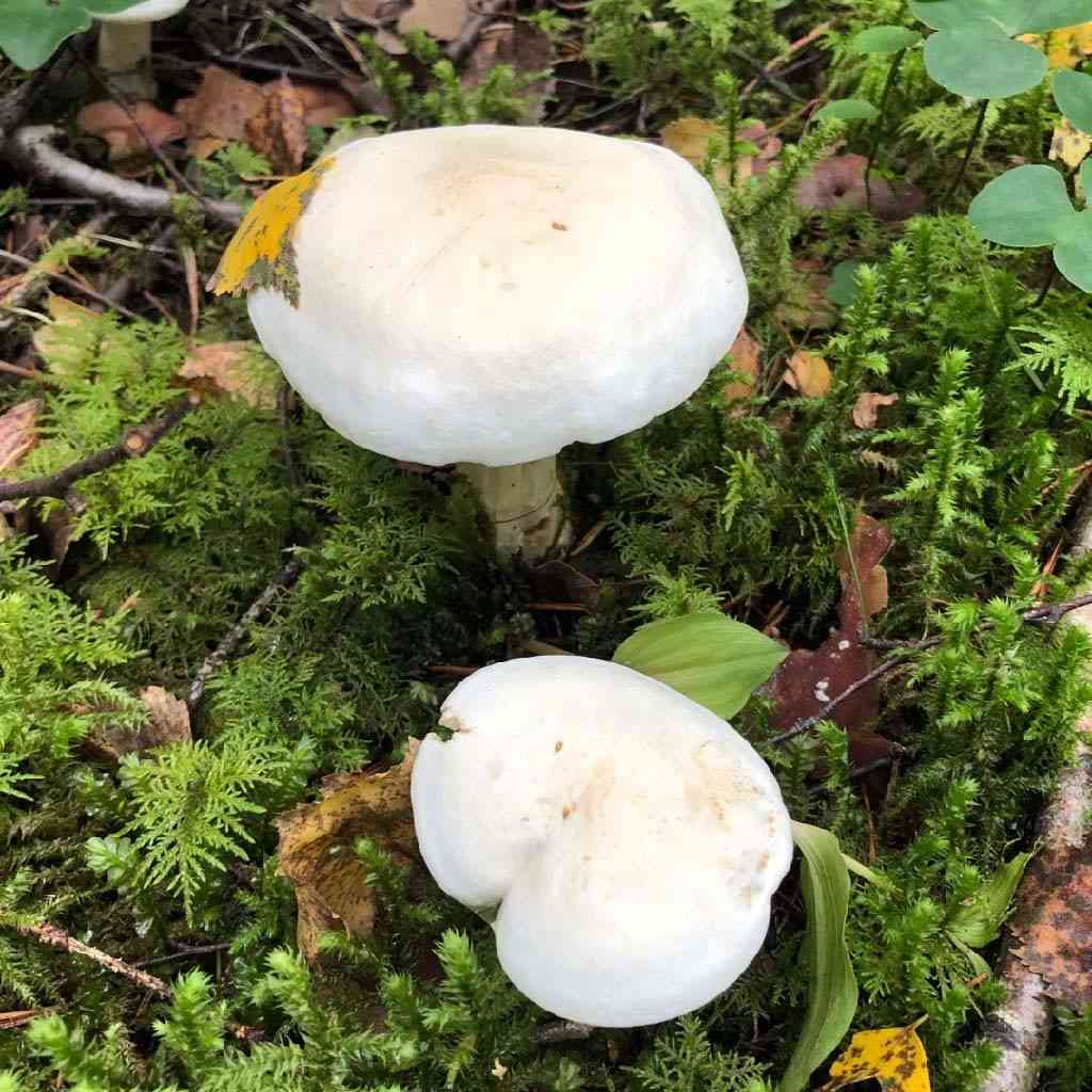 Chemical knight (Tricholoma stiparophyllum) thumbnail 1